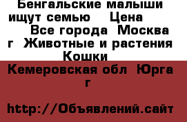 Бенгальские малыши ищут семью) › Цена ­ 5 500 - Все города, Москва г. Животные и растения » Кошки   . Кемеровская обл.,Юрга г.